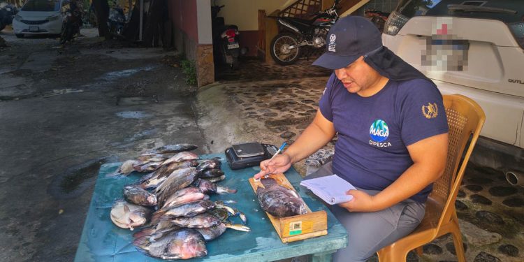 Sexta pesca científica aporta datos sobre especies capturadas en Río Dulce