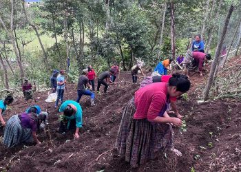 Siembran mil pilones de hortalizas para impulsar la economía comunitaria en Cobán