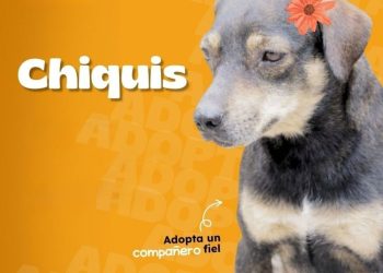 Ellos están listos para llenarte de amor y ternura