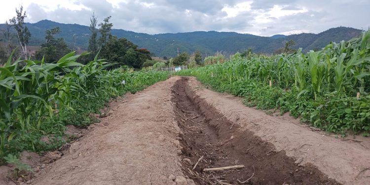 Sistema Keyline favorece el aprovechamiento de agua de lluvia en parcela de San Jerónimo