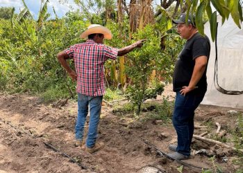 Sistema de riego por goteo impulsa cultivo de cebolla y tomate en Teculután