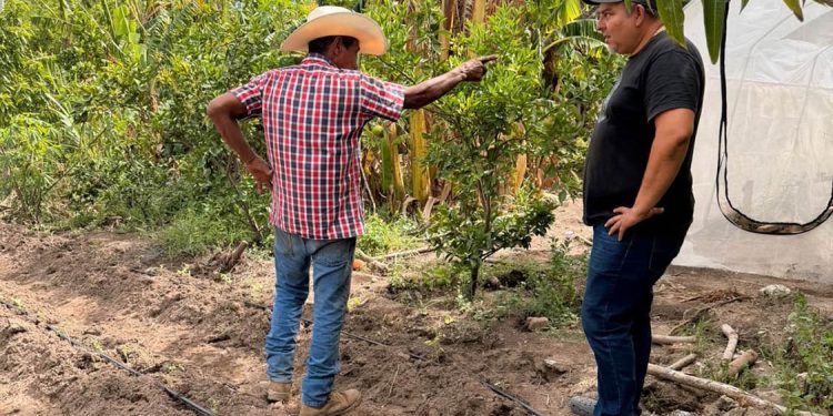 Sistema de riego por goteo impulsa cultivo de cebolla y tomate en Teculután