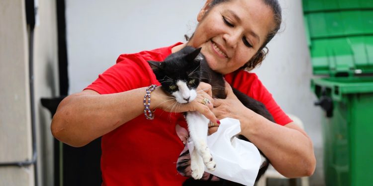 UBA realiza jornada de castración de gatos