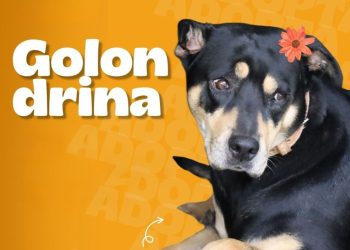 Conozca a German, Golondrina y Bellatrix