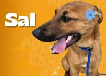 Conoce a Sal, Fanny y Princesa