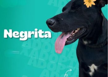 Checha, Negrita y Tunca desean un buen hogar