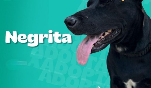Checha, Negrita y Tunca desean un buen hogar