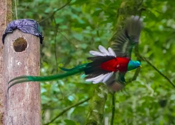 Día Nacional del Quetzal