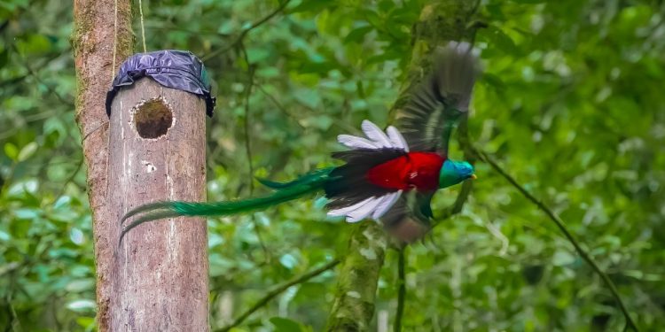 Día Nacional del Quetzal