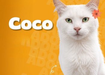 Hay un gatito esperándote