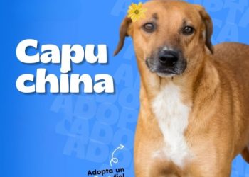 Ellos están listos para compartir cariño
