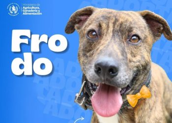 Cata, Natasha y Frodo están en busca de hogar