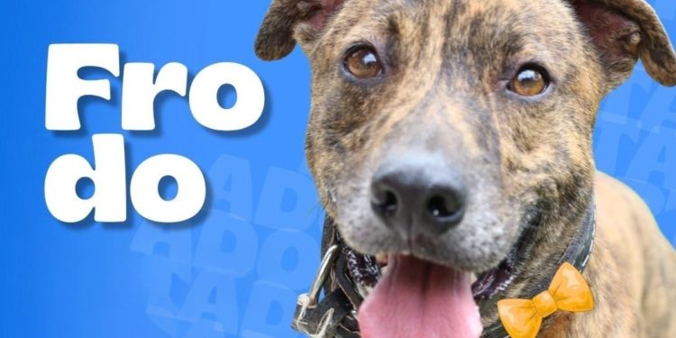 Cata, Natasha y Frodo están en busca de hogar