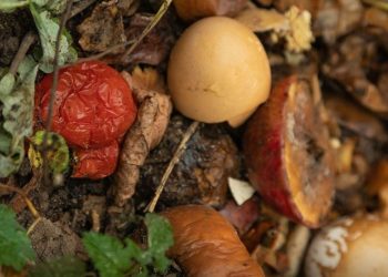 Día Internacional de Conciencia sobre la Pérdida y Desperdicio de Alimentos