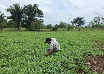 Productores de El Chal fortalecen el manejo del cultivo de sandía