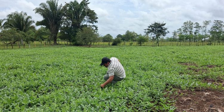 Productores de El Chal fortalecen el manejo del cultivo de sandía