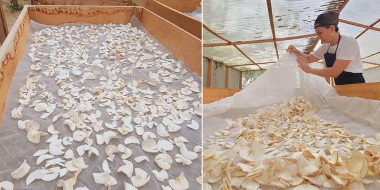 Mujeres de El Chal fortalecen sus ingresos con harina de yuca