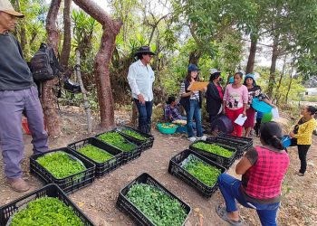 Producción de hortalizas fortalece alimentación de familias jalapanecas