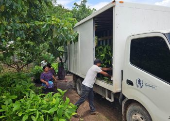 Familias productoras de San Luis fortalecen cultivos de cacao