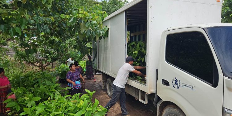 Familias productoras de San Luis fortalecen cultivos de cacao