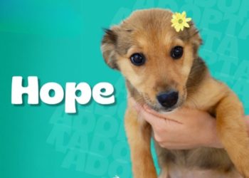 Conozca a Bella, Hope y Sadie