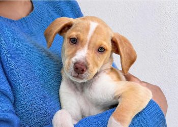 23 de septiembre | Día Mundial del Perro Adoptado