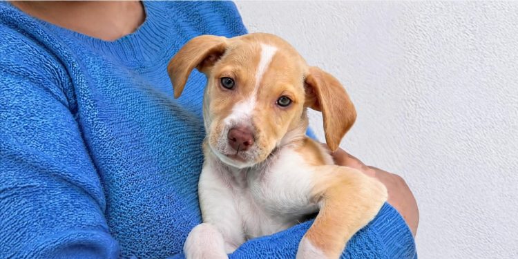 23 de septiembre | Día Mundial del Perro Adoptado