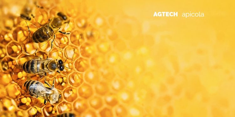 Mañana, la apicultura también se transforma con innovación
