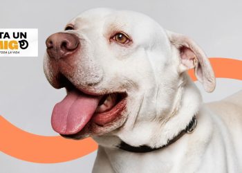 Requisitos para la adopción de una mascota