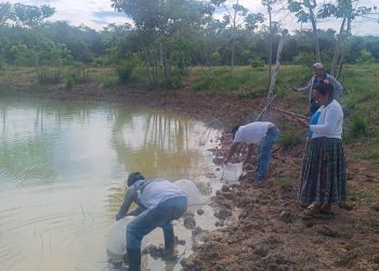 Productores de Santa Ana y San Andrés fortalecen la producción de tilapia