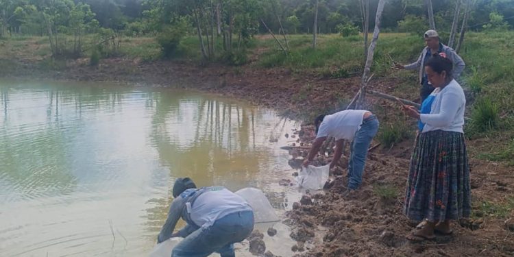 Productores de Santa Ana y San Andrés fortalecen la producción de tilapia