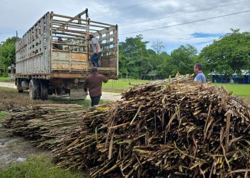 Productores de Petén mejoran la disponibilidad de alimento para el ganado