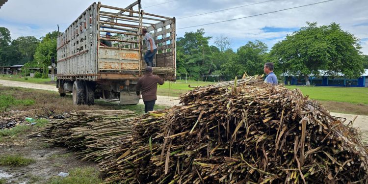 Productores de Petén mejoran la disponibilidad de alimento para el ganado