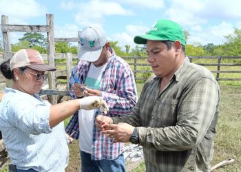 Fortalecen la vigilancia de la brucelosis bovina en Petén