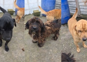 Entregan tres perros por incumplir medidas de bienestar animal