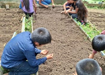 Estudiantes de San Pedro Carchá aprenden de agricultura con los huertos escolares