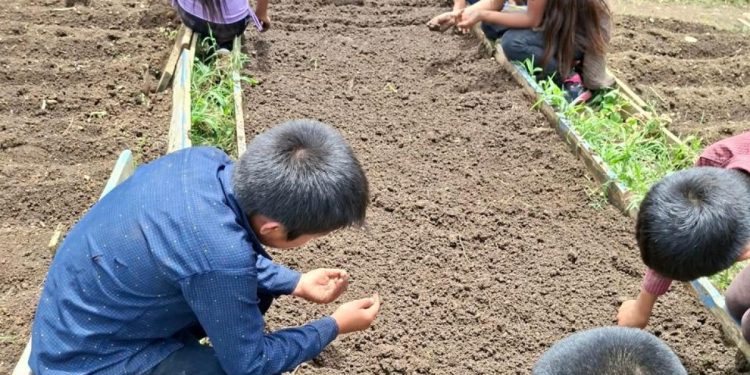 Estudiantes de San Pedro Carchá aprenden de agricultura con los huertos escolares