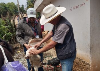 Vacunación protege a más de mil aves de traspatio y producción en Jalapa