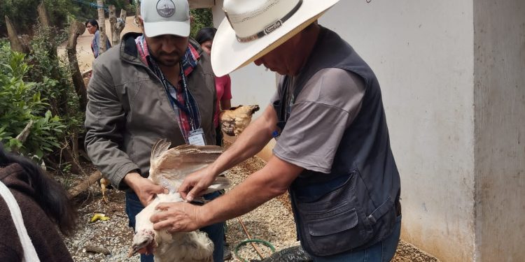 Vacunación protege a más de mil aves de traspatio y producción en Jalapa