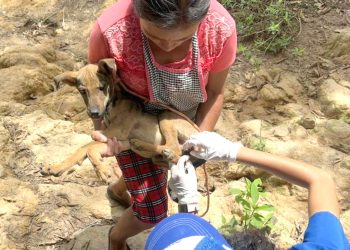 Atienden a 35 animales en prevención del Gusano Barrenador