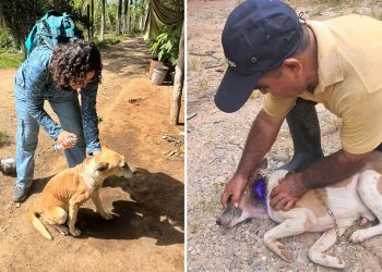 Atienden casos de Gusano Barrenador en perros en cuatro departamentos