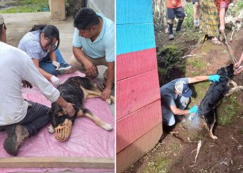 En cinco comunidades atendieron a perros afectados por Gusano Barrenador
