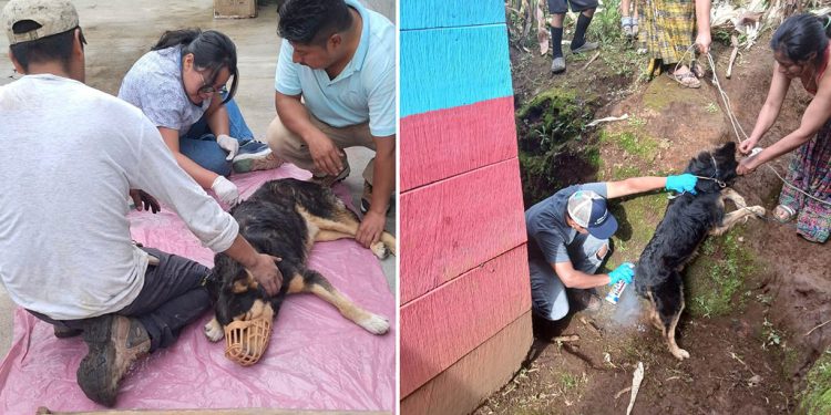 En cinco comunidades atendieron a perros afectados por Gusano Barrenador