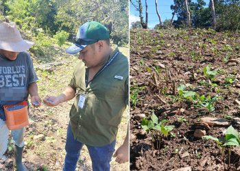 Brindan asistencia técnica en fertilización y control de plagas en cultivo de frijol