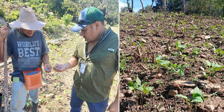 Brindan asistencia técnica en fertilización y control de plagas en cultivo de frijol
