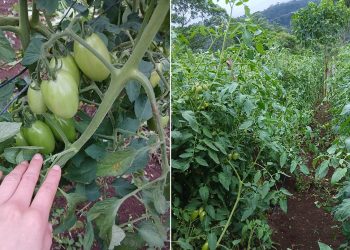 Optimizan cultivo de tomate en huerto comunal de Zacapa
