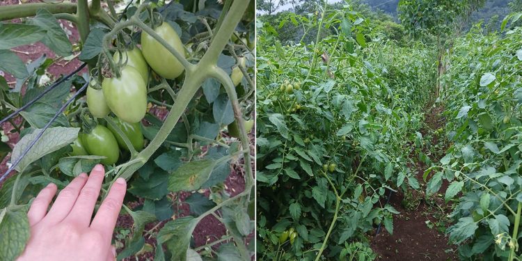Optimizan cultivo de tomate en huerto comunal de Zacapa