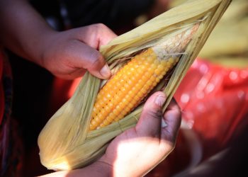 Buena cosecha del norte del país favorece el abastecimiento y los precios
