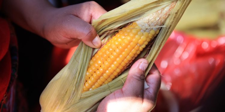 Buena cosecha del norte del país favorece el abastecimiento y los precios