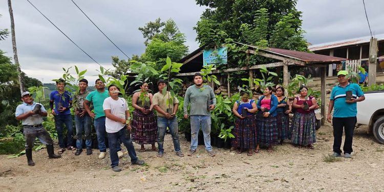 Continúa impulso del cultivo de cacao en comunidades de Poptún y San Luis